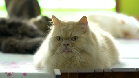 White Persian cat, close-up Stock Footage 105104951