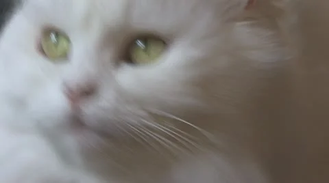 White Persian Cat CU 2 스톡 동영상 10575666
