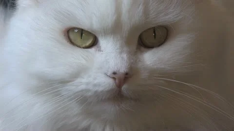White Persian Cat CU Stock Footage 10575675
