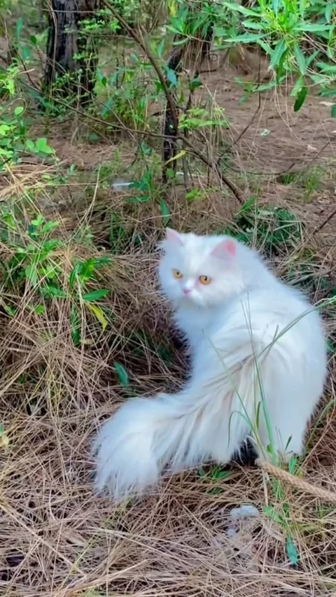 White Persian Cat Exploring Forest Greenery Stock Footage 336749147
