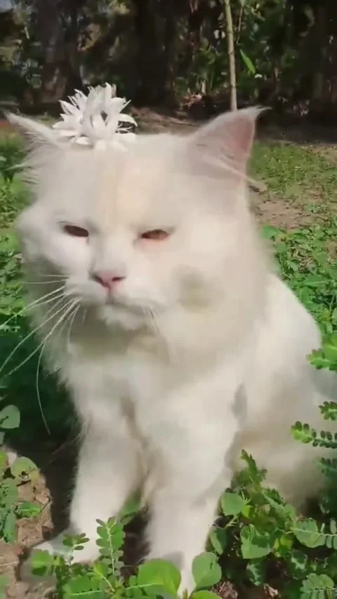White Persian Cat with Flower on Head in Garden Stock Footage 337193032