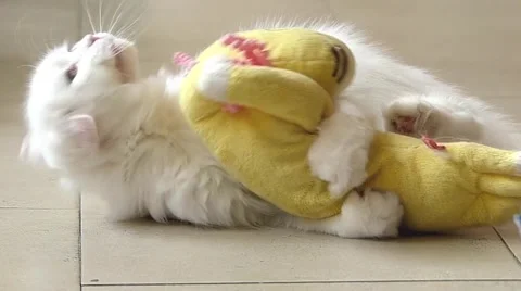 White persian cat Stock Footage 52725183