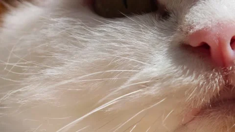 White persian cat looking at camera Vidéo 315358743