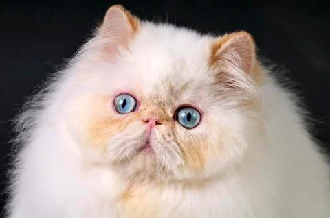 White Persian cat Stock Photos