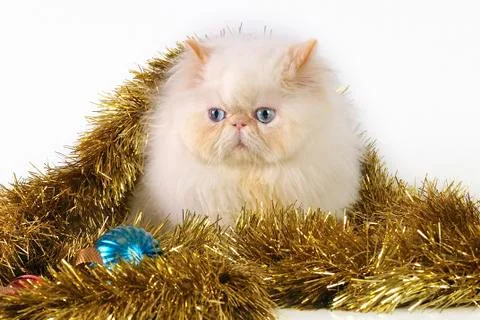 White Persian cat Stock Photos