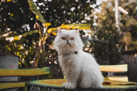 White Persian Cat Stock Photos