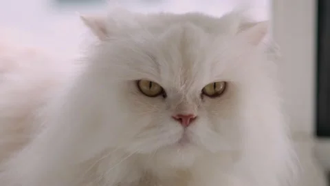 White Persian cat is resting. Vídeo Stock 159404756
