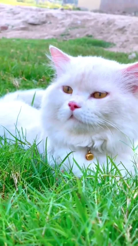 White Persian Cat Resting In Green Grass Stockbeeldmateriaal 337842412