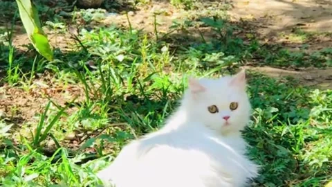 White Persian Cat Sitting in a Grassy Garden Stock Footage 339513069