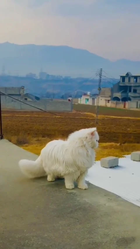 White Persian Cat Standing on a Wall Overlooking a Rural Landscape Stock Footage 339970537