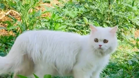 White Persian Cat Walking and Resting in a Green Garden Stock Footage 339806793