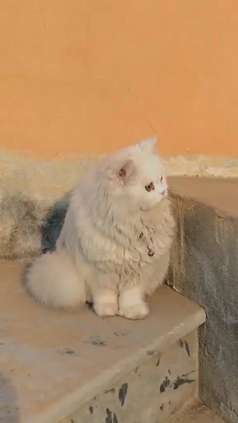 White Persian Cat Walking and Sitting on Concrete Steps Vidéo 340042057