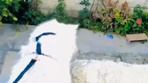 White Persian Cat Walking on Leash in Outdoor Garden Setting Stock Footage 339806786