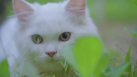 White Persian Junior Cat Scanning The Garden Stock Footage 189467393