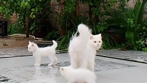 White Persian Mother Cat with Two Cute Kittens Playing in Garden Видео 340042061