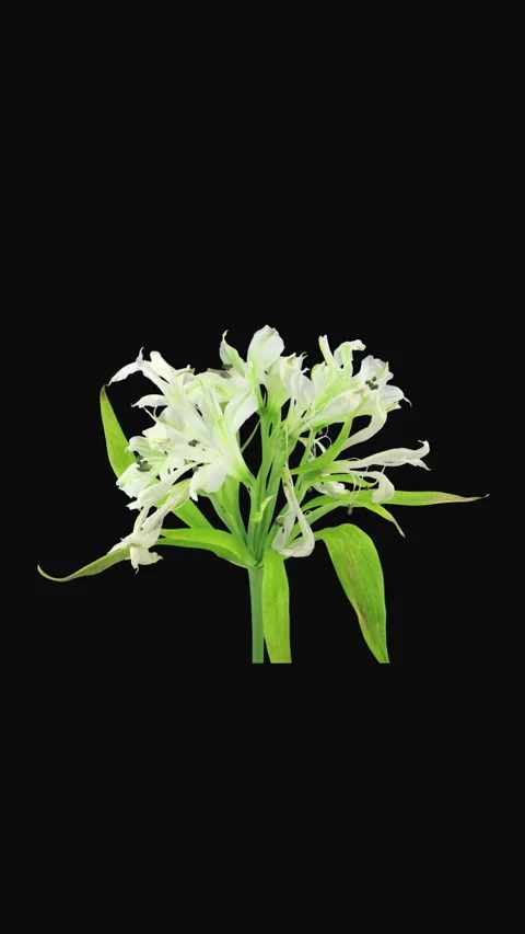 White Peruvian Lily Withering and Wilting Time Lapse, Vertical Stock Footage 345979211