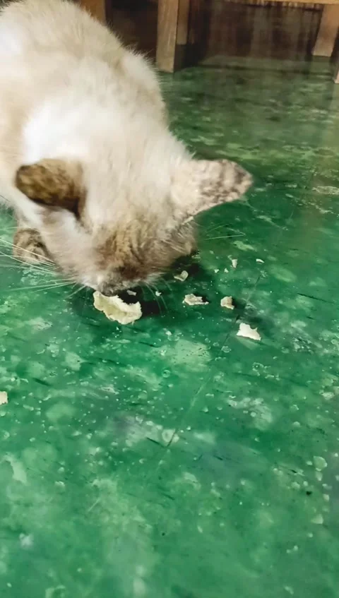 A white pet cat is eating crackers greedily on the green floor Stock Footage 280635345