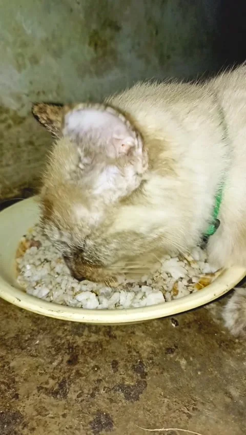 A white pet cat is eating rice greedily using a bowl Stock Footage 280635502