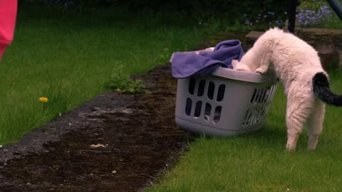 White pet cat looking in the laundry basket Stock Footage 274571572