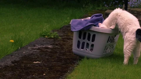 White pet cat looking in the laundry basket Stock Footage 276114197