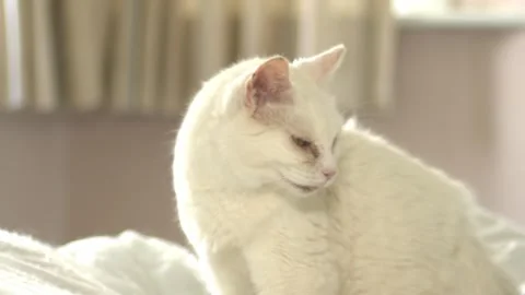 White pet cat looks at camera Stock-Footage 302269538