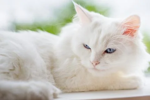 White pet cat naps on window Stock Photos