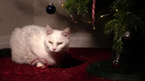 White pet cat sits under the Christmas tree Stock Footage 259068070
