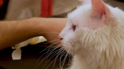 White pet cat, white cute kitty, Young Man Affectionately Pet white Cat Vídeo Stock 343809031