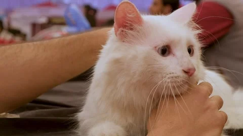 White pet cat, white cute kitty, Young Man Affectionately Pet white Cat Vídeo Stock 343809414