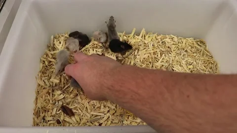 White Pet Mice Exploring Cage Stock Footage 336183465