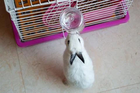 White pet rabbit drinking from cage water bottle Stock Photos