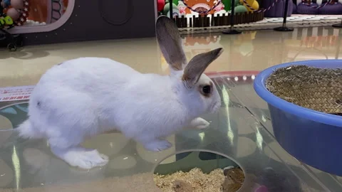 White pet rabbit at the mall Stock-Footage 300207861