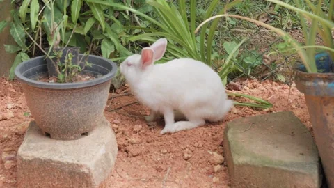 White Pet Rabbit Sitting in Tropical Garden Yard Among Potted Plants in Sri Stockbeeldmateriaal 333540734