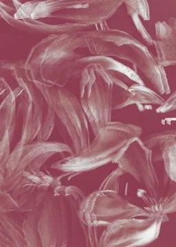 White petal pattern Foto stock