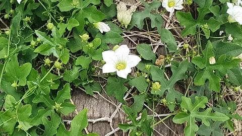 White petaled flower blown by the wind Video stock 301956111