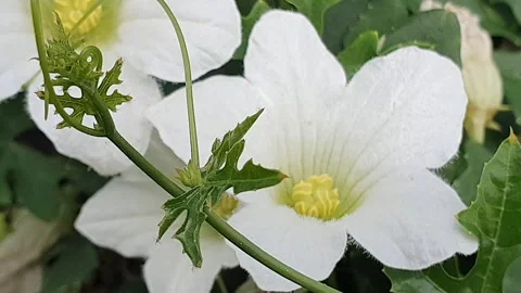 White petaled flower blown by the wind Stock Footage 301978727