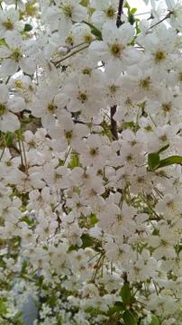 White petals 1 Stock Photos