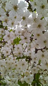 White petals 2 Stock Photos