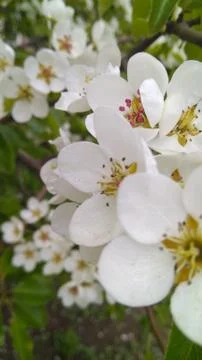 White petals 3 Stock Photos