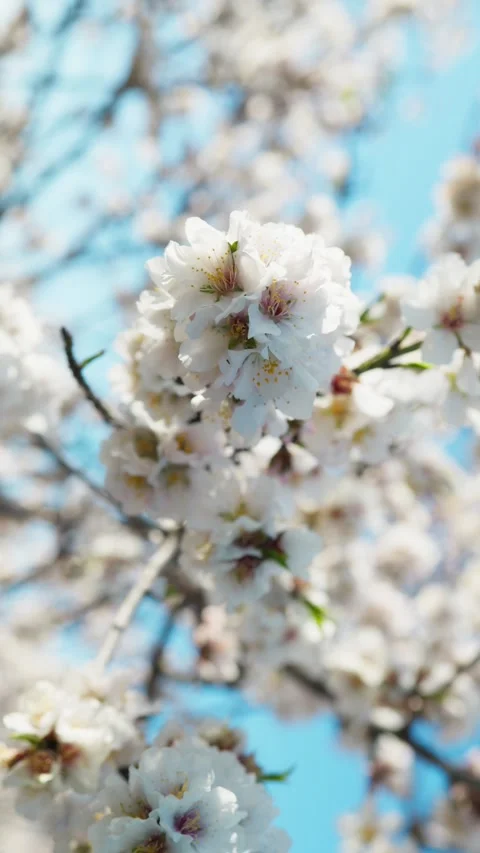 White Petals Of An Almond Tree Stock Footage 263889483