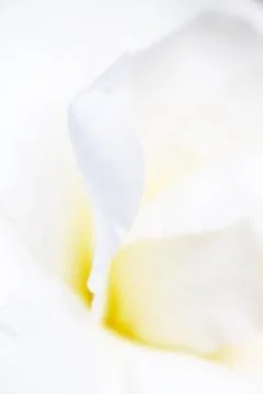White petals background Stock Photos