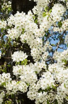 White petals of a blossoming tree Stock Photos