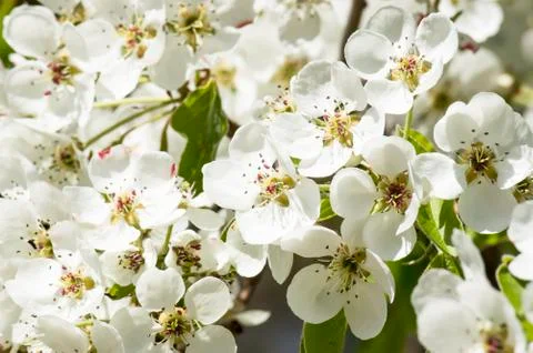White petals of a blossoming tree Stock Photos