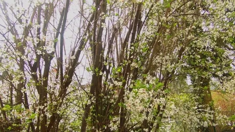 White petals falling off the cherry tree, spring blossoms. Stock Footage 256491963
