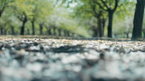 White petals falling on the ground in a grove of trees Stock Footage 275626605