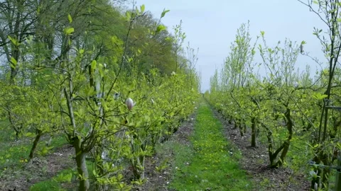 White petals falling from magnolia trees in orchard Vidéo 336594595