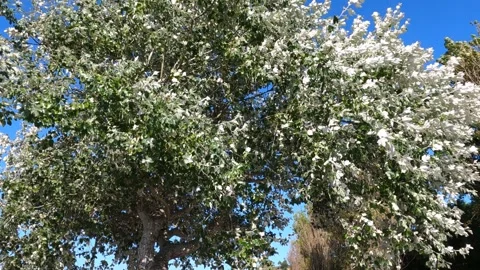 White petals flutter on the trees in the strong wind Stock Footage 282442575
