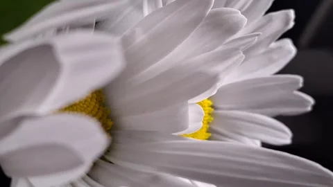 White petals Stock Footage 341676670