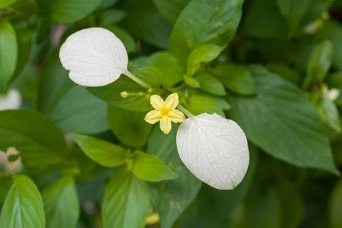 White petals frame a tiny yellow flower Stock Photos