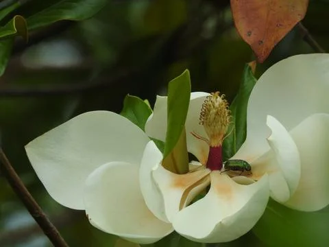 White petals green bug Stock Photos